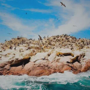 PARACAS : ISLAS BALLESTAS y OASIS HUACACHINA - FULL DAY. Un Tour Impresionante con Supertramp Travel Agency