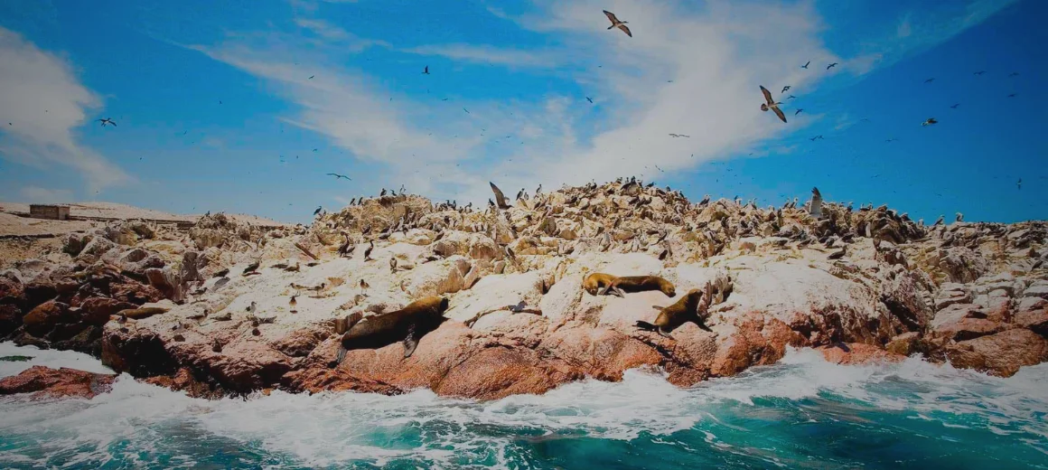 PARACAS : ISLAS BALLESTAS y OASIS HUACACHINA - FULL DAY. Un Tour Impresionante con Supertramp Travel Agency